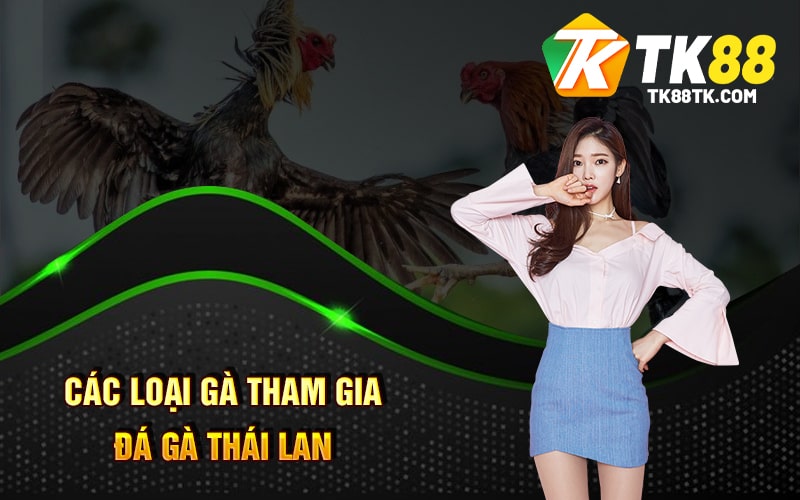 Đá Gà Thái Lan Là Gì? Cách Chơi và Những Điều Bạn Cần Biết 2 Các loại gà tham gia đá gà Thái Lan