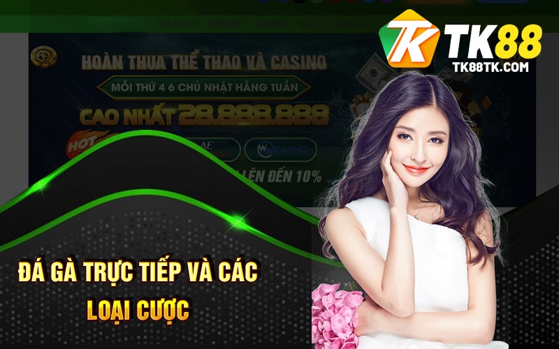 Đá Gà Trực Tiếp Là Gì? Sân Chơi Đẳng Cấp Của Chiến Kê 2 Đá Gà Trực Tiếp và Các Loại Cược