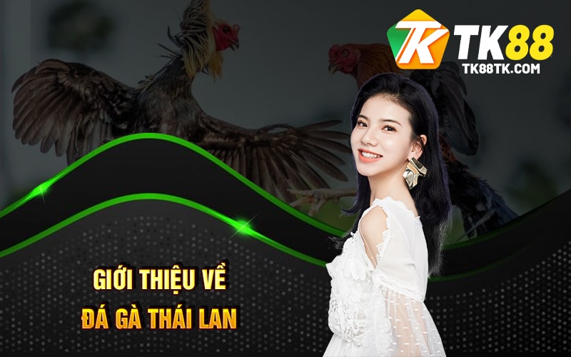 Đá Gà Thái Lan Là Gì? Cách Chơi và Những Điều Bạn Cần Biết 1 Giới thiệu về Đá Gà Thái Lan
